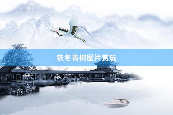 铁冬青树图片赏玩
